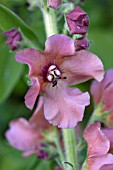 VERBASCUM CARIBBEAN CRUSH