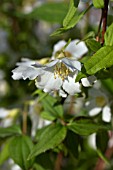 PHILADELPHUS X LEMOINEI