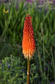 KNIPHOFIA ALCAZAR