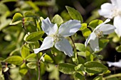 PHILADELPHUS SILBERREGEN