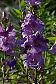 CAMPANULA LATILOBA HIDCOTE AMETHYST