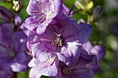 CAMPANULA LATILOBA HIDCOTE AMETHYST