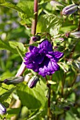 CAMPANULA TRACHELIUM BERNICE