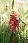 KNIPHOFIA WOLS RED SEEDLING