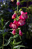 PENSTEMON FLAMINGO