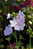 MALVA MOSCHATA APPLEBLOSSOM