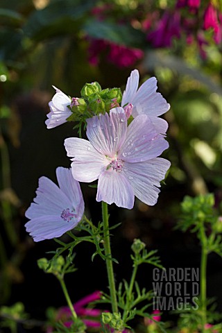 MALVA_MOSCHATA_APPLEBLOSSOM