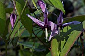 EPIMEDIUM GRANDIFLORUM QUEEN ESTA