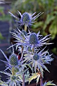 ERYNGIUM X ZABELII JOS EIJKING