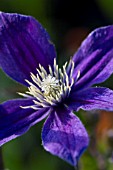 CLEMATIS ARABELLA