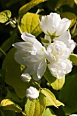 PHILADELPHUS YELLOW HILL