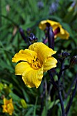 HEMEROCALLIS SIR BLACKSTEM