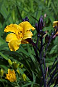 HEMEROCALLIS SIR BLACKSTEM