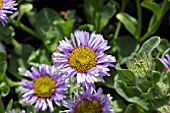 ERIGERON VIEWPOINT BLUE