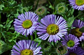 ERIGERON GLAUCUS LARGE FLOWER FORM