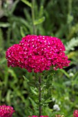 ACHILLEA SAUCY SEDUCTION