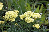 ACHILLEA SUNNY SEDUCTION