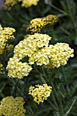 ACHILLEA SUNNY SEDUCTION