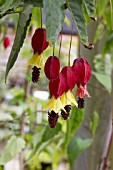 ABUTILON MEGAPOTAMICUM