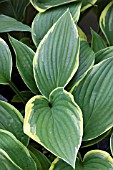 HOSTA FORTUNEI VAR AUREOMARGINATA