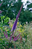 VERONICASTRUM VIRGINICUM FASCINATION