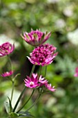 ASTRANTIA ROMA