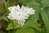 ASTRANTIA SUPERSTAR