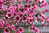 LEPTOSPERMUM SCOPARIUM MARTINI