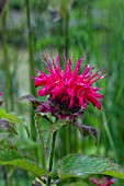 MONARDA PINK SUPREME