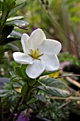 GARDENIA JASMINOIDES KLEIMS HARDY