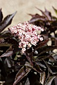 SAMBUCUS NIGRA BLACK TOWER