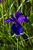 IRIS SIBIRICA VI LUIHN