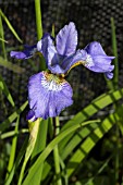 IRIS SIBIRICA BLUE REVERIE