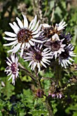 BERKHEYA PURPUREA