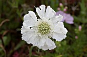 SCABIOSA CAUCASICA PERFECTA ALBA (PERFECTA SERIES)