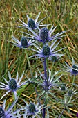 ERYNGIUM X ZABELII JOS EIJKING