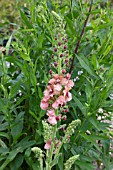 VERBASCUM CARIBBEAN CRUSH