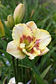 HEMEROCALLIS SIXTH SENSE