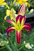 HEMEROCALLIS RED RIBBONS