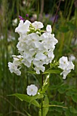 PHLOX PANICULATA DAVID