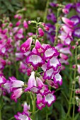 PENSTEMON PENSHAM LAURA