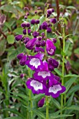 PENSTEMON PENSHAM CZAR