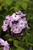 PHLOX PANICULATA PINK LADY TOP SHELF SERIES