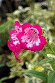 PENSTEMON FLAMINGO