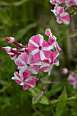 PHLOX PANICULATA PEPPERMINT TWIST