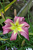 HEMEROCALLIS LILTING LAVENDER