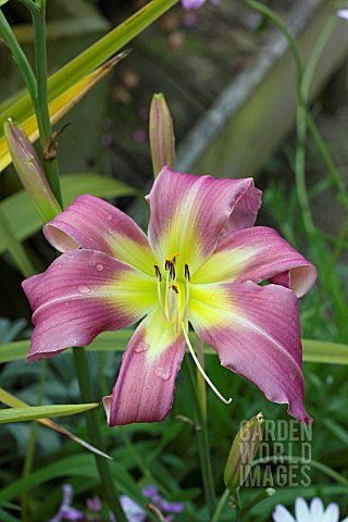 HEMEROCALLIS_LILTING_LAVENDER