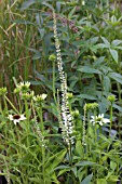 VERONICASTRUM VIRGINICUM ALBUM