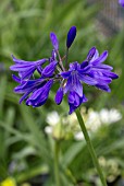 AGAPANTHUS TORNADO