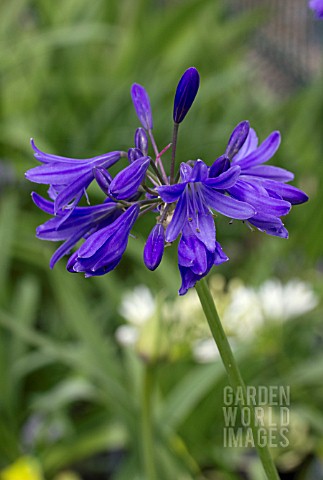 AGAPANTHUS_TORNADO